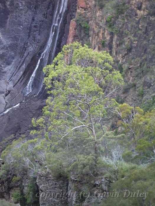 Dangar Falls IMGP0717.JPG